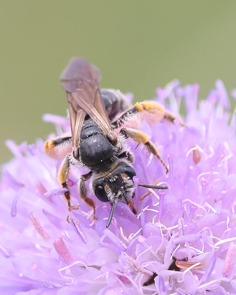 Large scabious mining bee